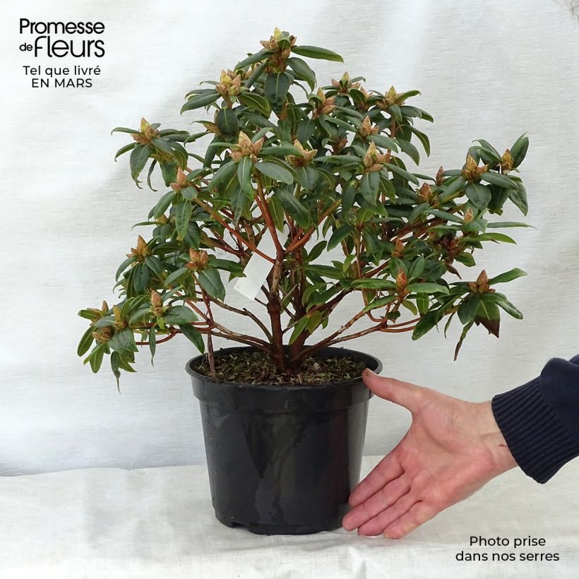 Spécimen de Rhododendron Dora Amateis - Rhododendron nain Pot de 3L/4L tel que livré au printemps