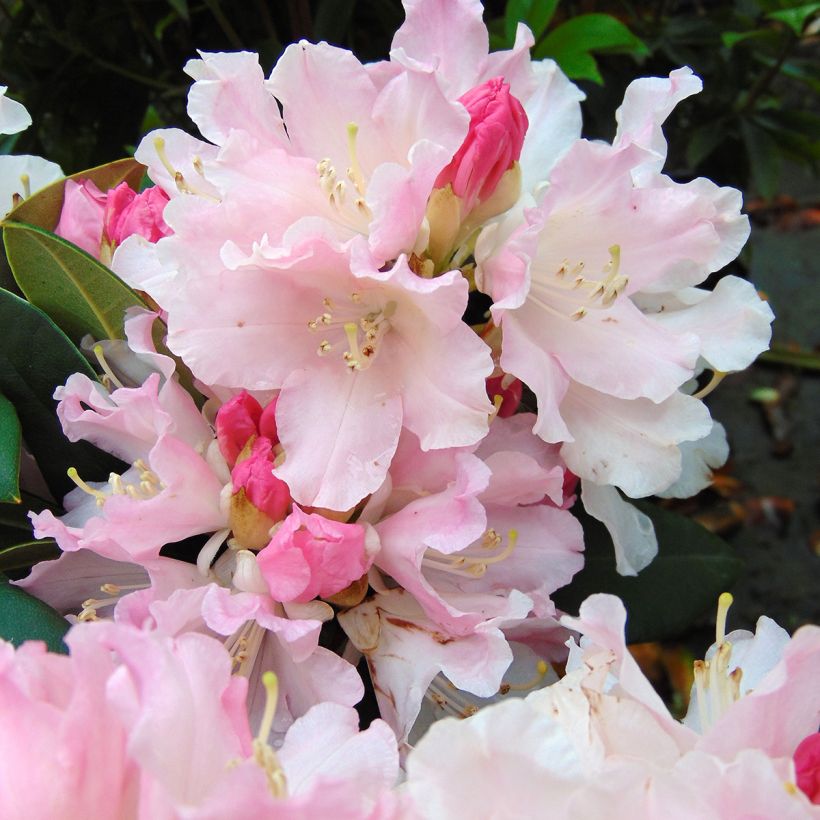 Rhododendron Dream Land - Rhododendron nain (Floraison)