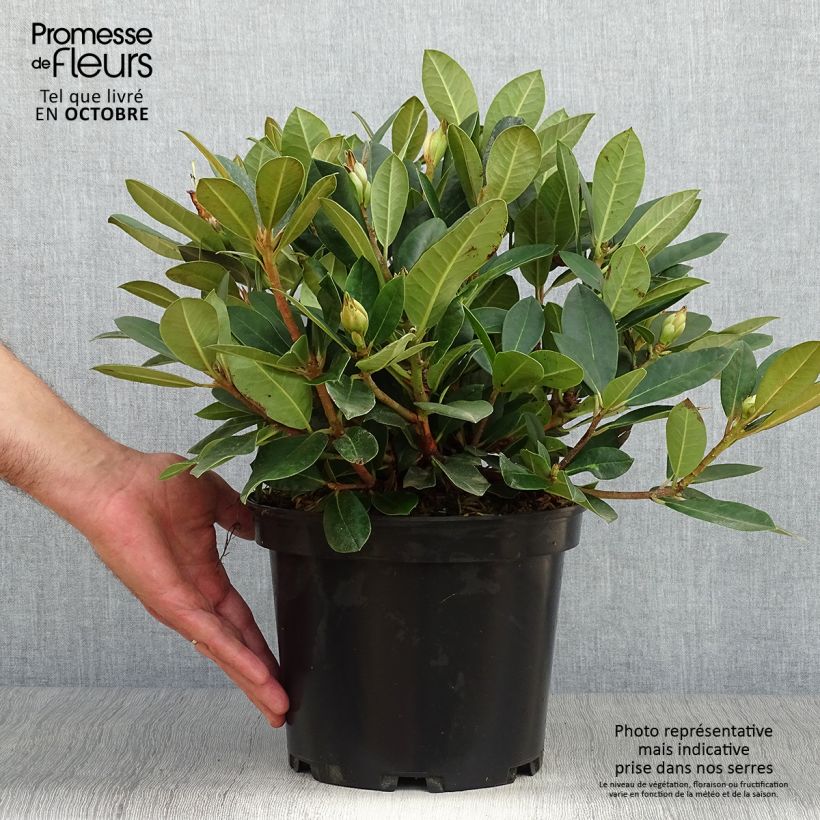 Spécimen de Rhododendron Dream Land - Rhododendron nain Pot de 3L/4L tel que livré en automne