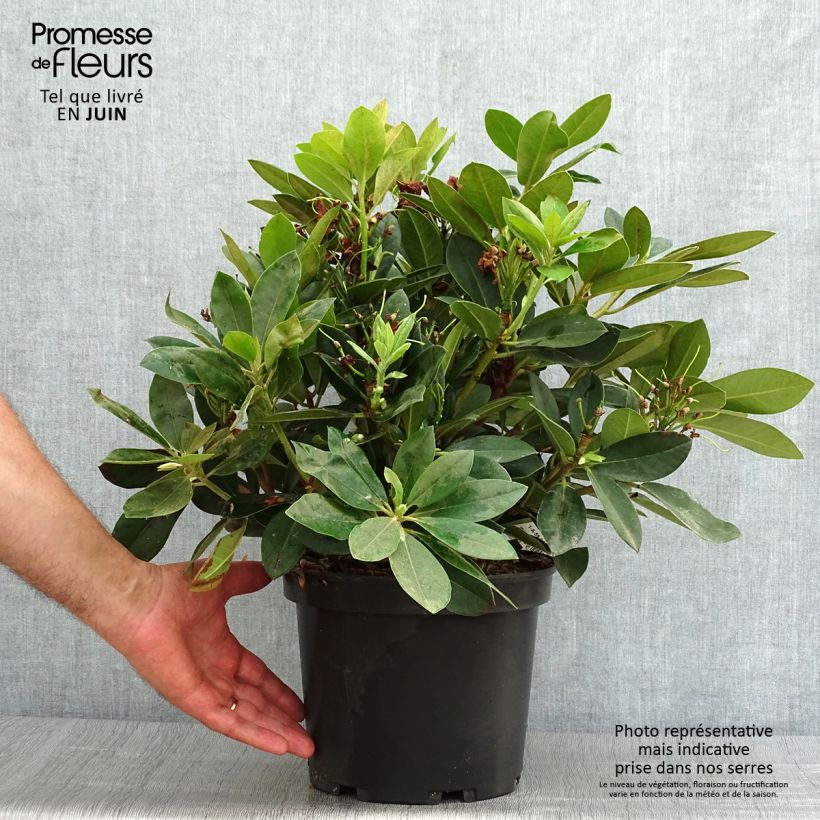 Spécimen de Rhododendron Dream Land - Rhododendron nain Pot de 3L/4L tel que livré en été