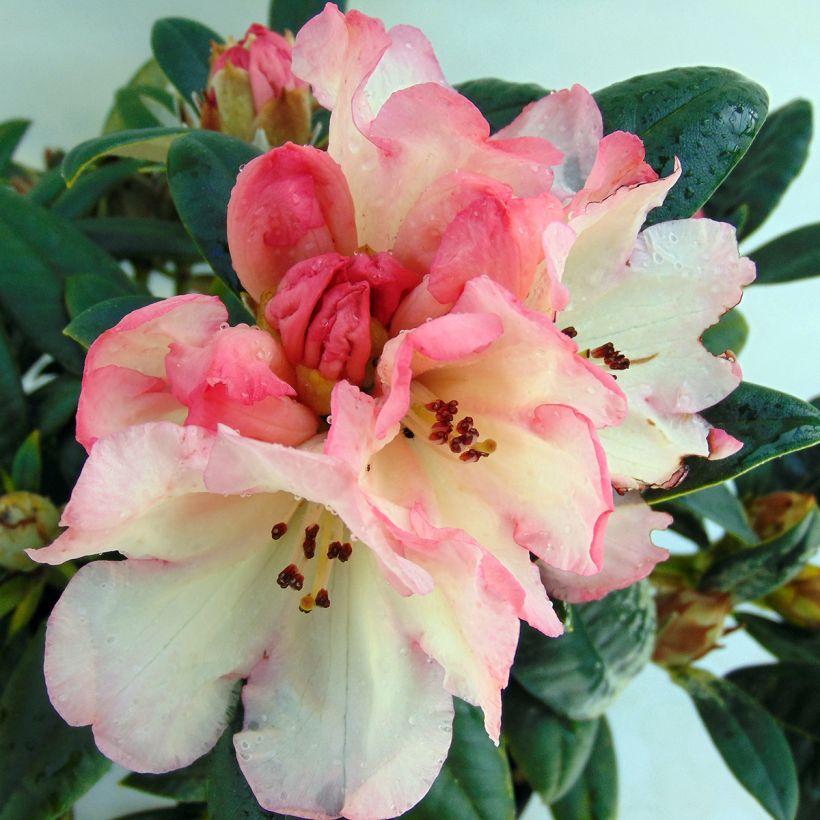 Rhododendron Dusty Miller - Rhododendron nain (Floraison)