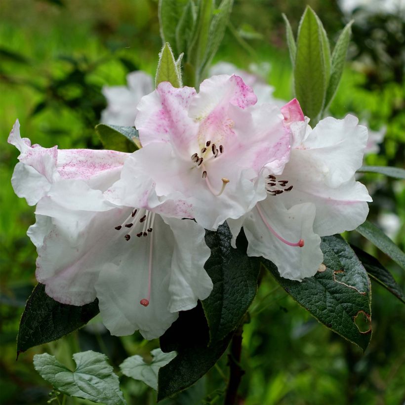 Rhododendron edgeworthii (Floraison)