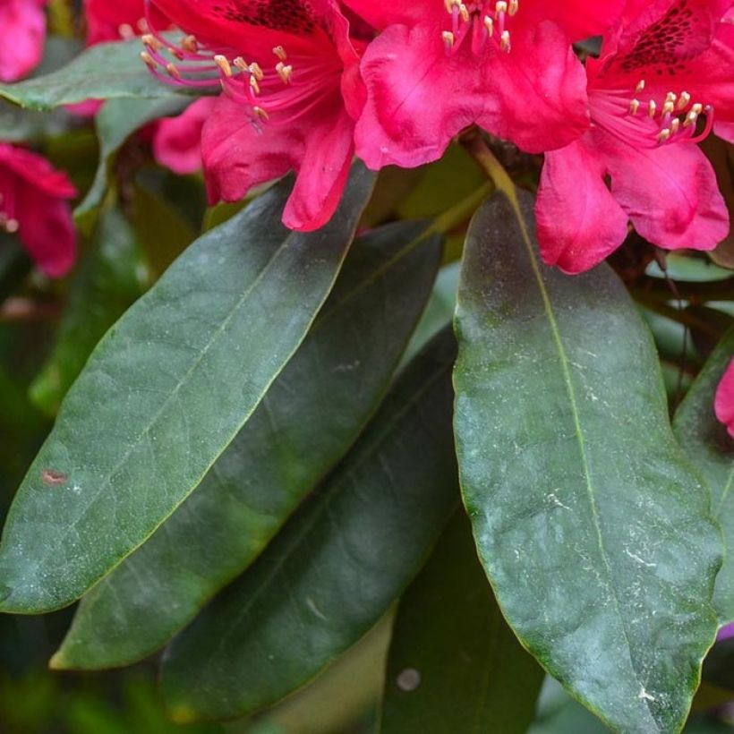 Rhododendron Elisabeth - Rhododendron nain (Feuillage)