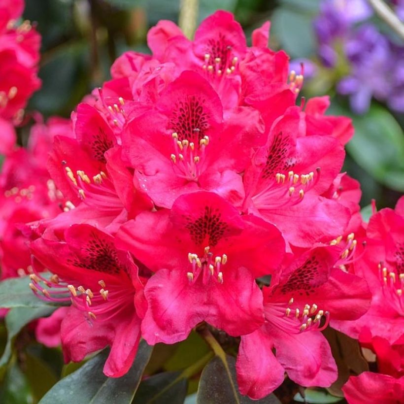 Rhododendron Elisabeth - Rhododendron nain (Floraison)