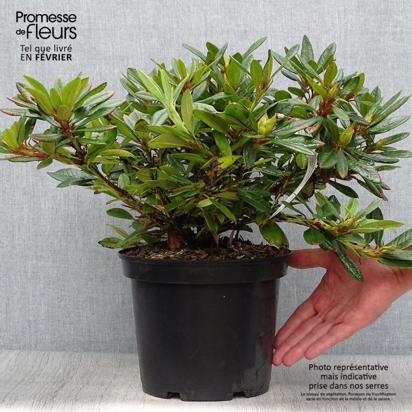 Spécimen de Rhododendron Elisabeth - Rhododendron nain Pot de 4L/5L tel que livré en automne