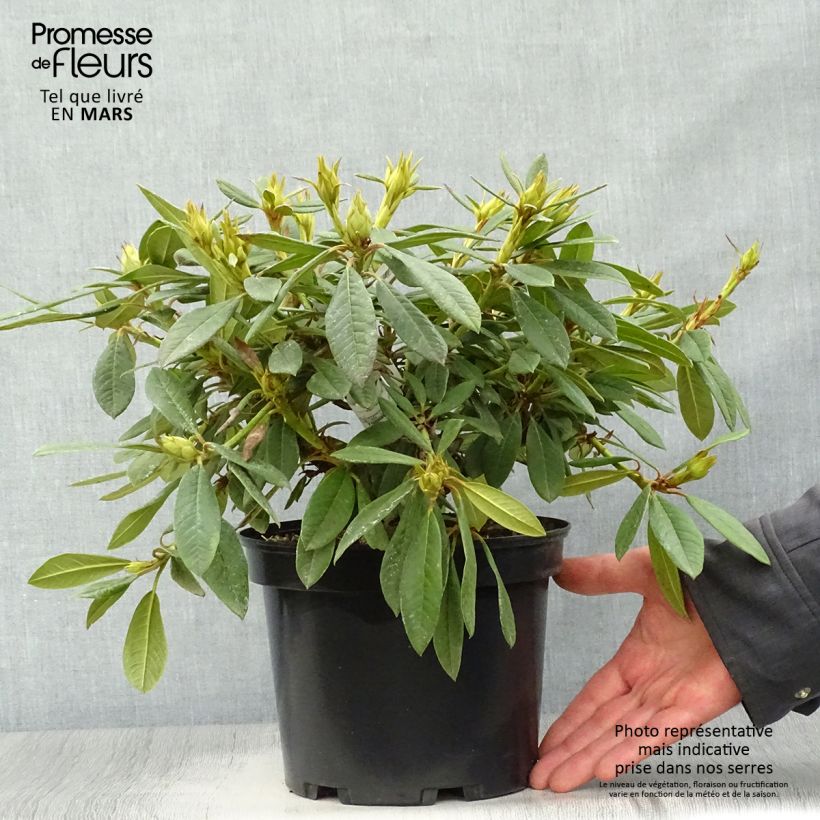 Spécimen de Rhododendron Elisabeth - Rhododendron nain tel que livré au printemps