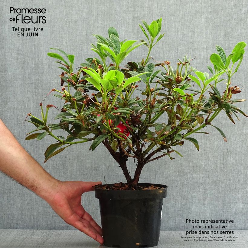 Spécimen de Rhododendron Elizabeth Red Foliage Pot de 2L/3L tel que livré en été