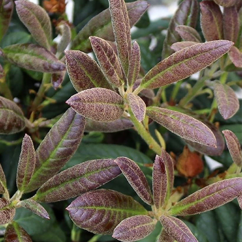 Rhododendron Elizabeth Red Foliage (Feuillage)