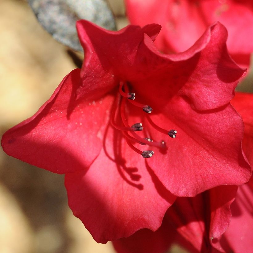 Rhododendron Elizabeth Red Foliage (Floraison)