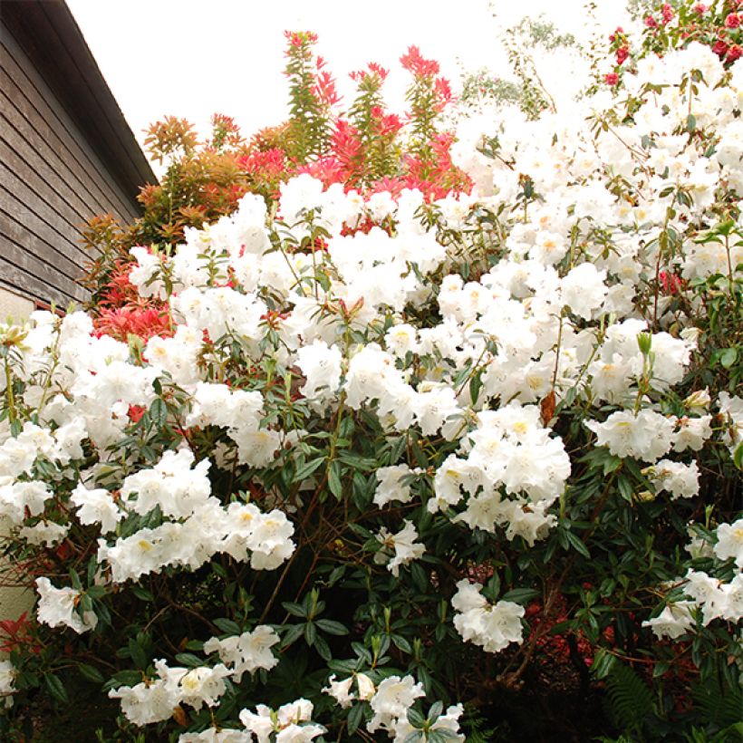 Rhododendron Fragrantissimum - Rhododendron nain parfumé (Floraison)