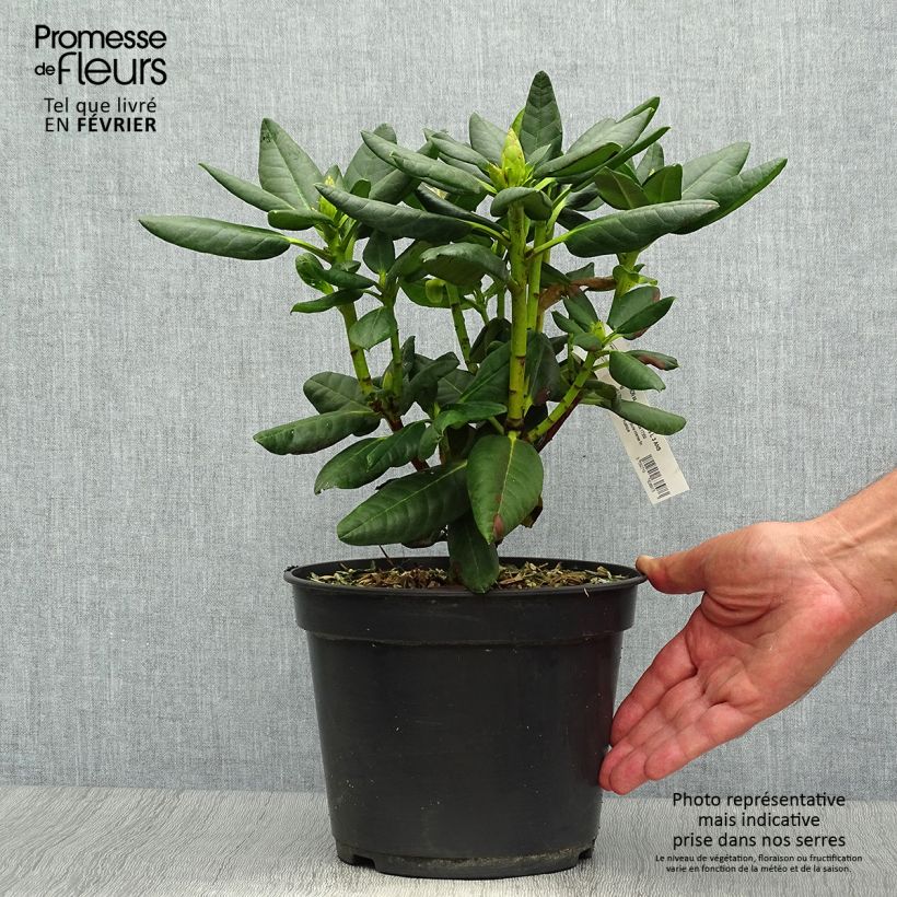 Spécimen de Rhododendron Gedser Gold Pot de 4L/5L tel que livré en automne