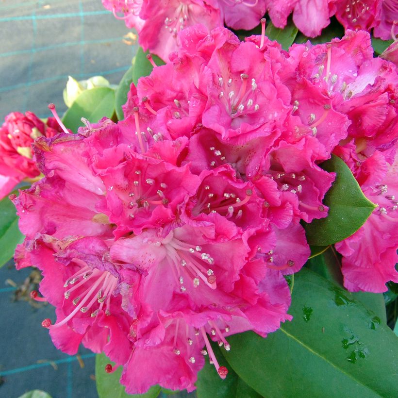 Rhododendron Germania - Grand Rhododendron (Floraison)