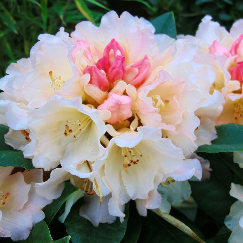 Rhododendron Golden Torch - Rhododendron nain (Floraison)