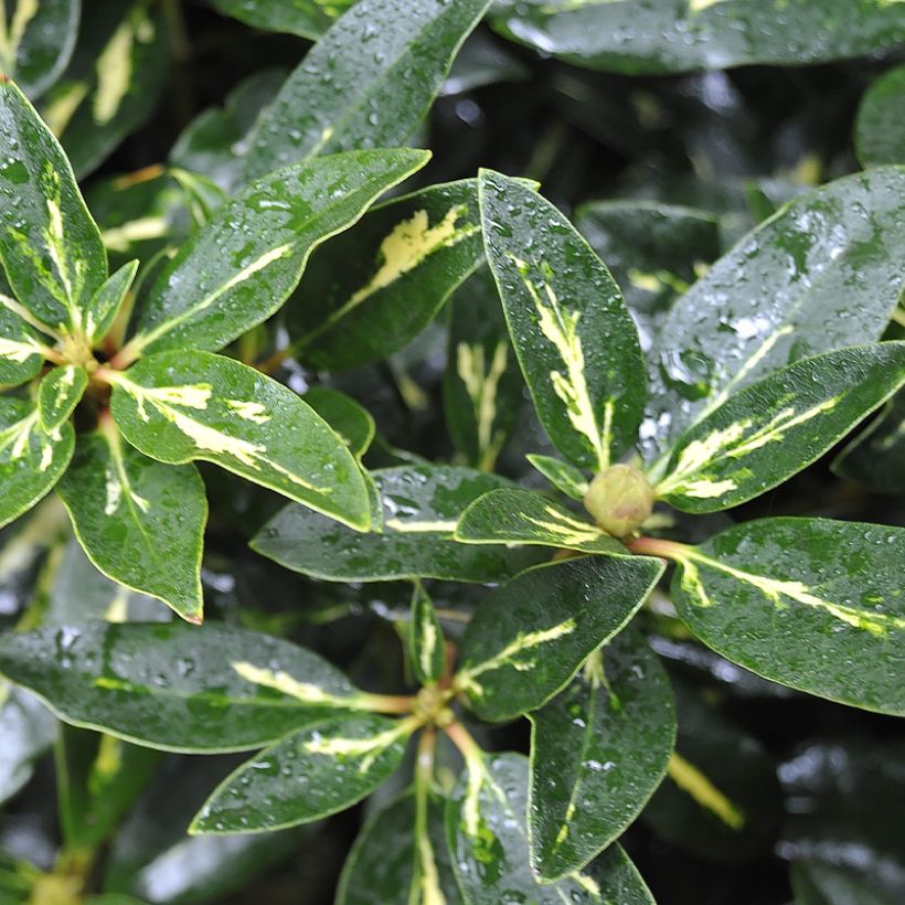 Rhododendron Goldflimmer (Feuillage)