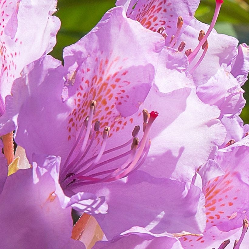 Rhododendron Goldflimmer (Floraison)