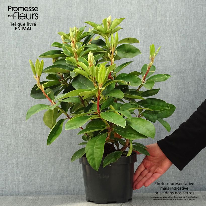 Spécimen de Rhododendron Gomer Waterer en pot de 3L/4L tel que livré au printemps