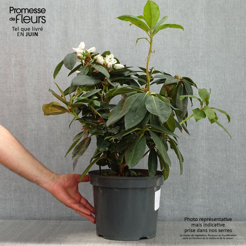 Spécimen de Rhododendron Gomer Waterer en pot de 7,5L/10L tel que livré au printemps