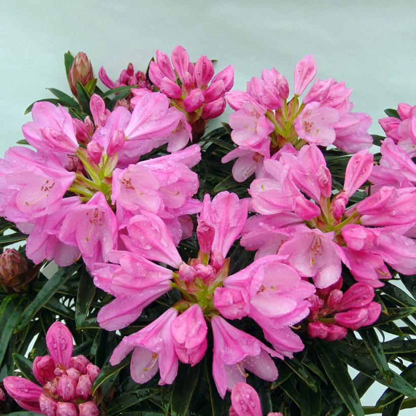 Rhododendron Graziella - Grand Rhododendron (Floraison)