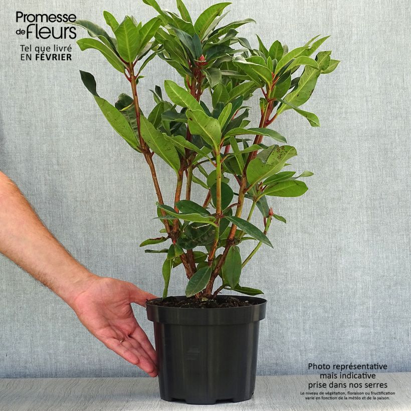Spécimen de Rhododendron Halfdan Lem Pot de 4L/5L tel que livré en automne