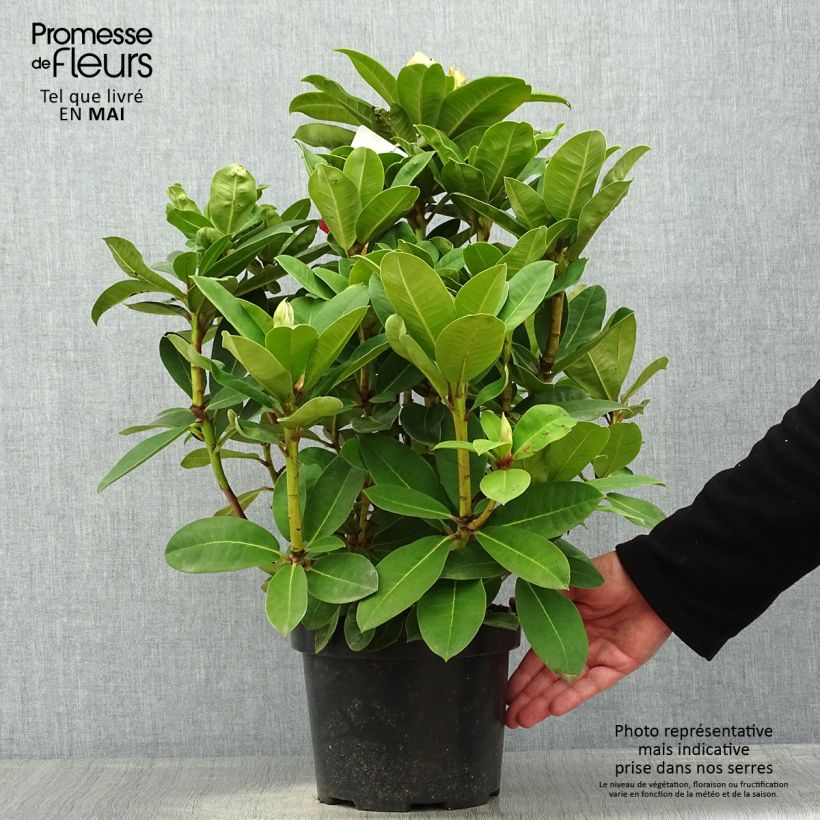 Spécimen de Rhododendron Halfdan Lem en pot de 4L/5L tel que livré au printemps
