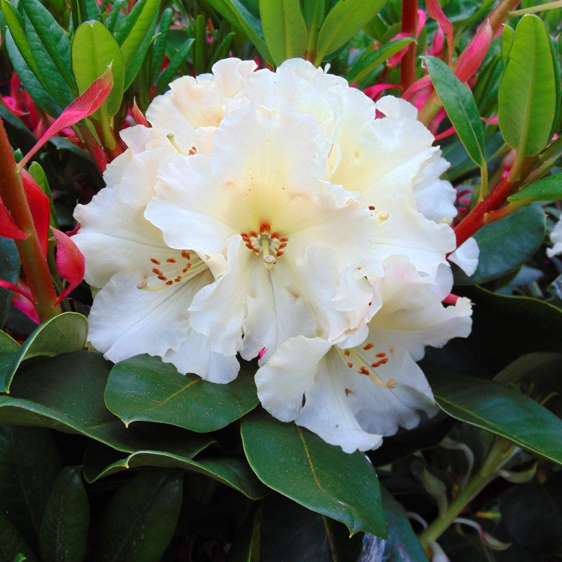Rhododendron Horizon Monarch - Grand Rhododendron (Floraison)