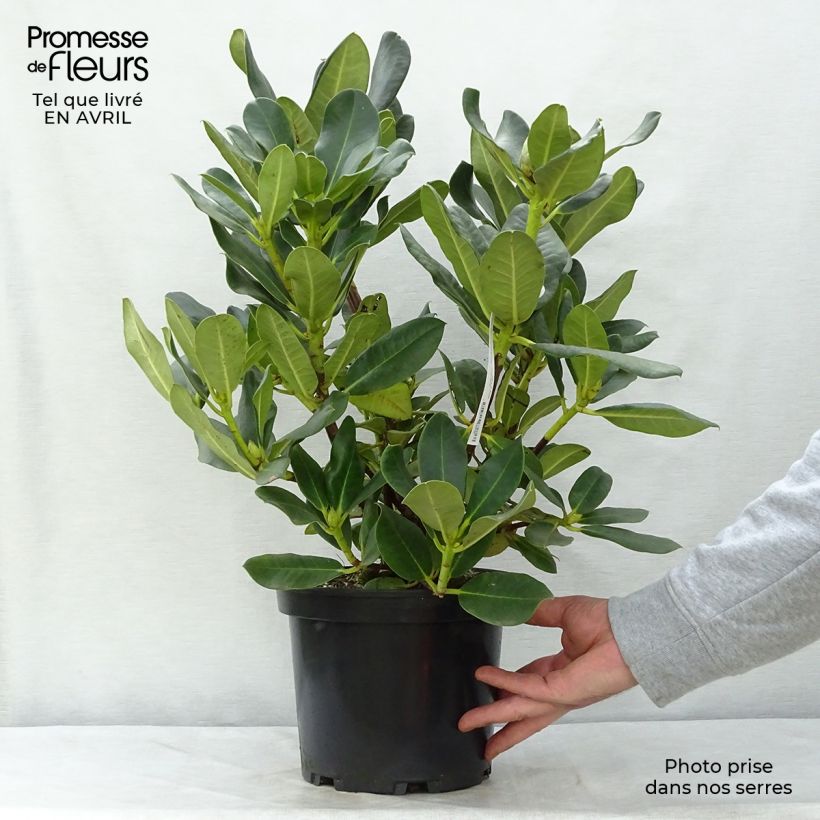 Spécimen de Rhododendron Horizon Monarch - Grand Rhododendron Pot de 4L/5L tel que livré au printemps