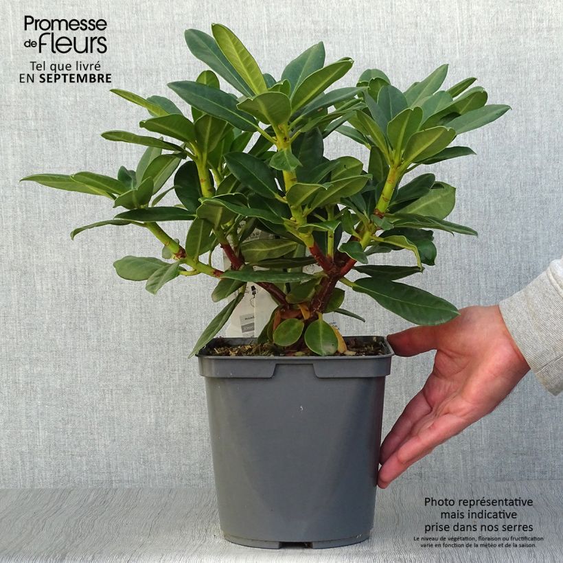 Spécimen de Rhododendron Horizon Monarch - Grand Rhododendron Pot de 4L/5L tel que livré en automne