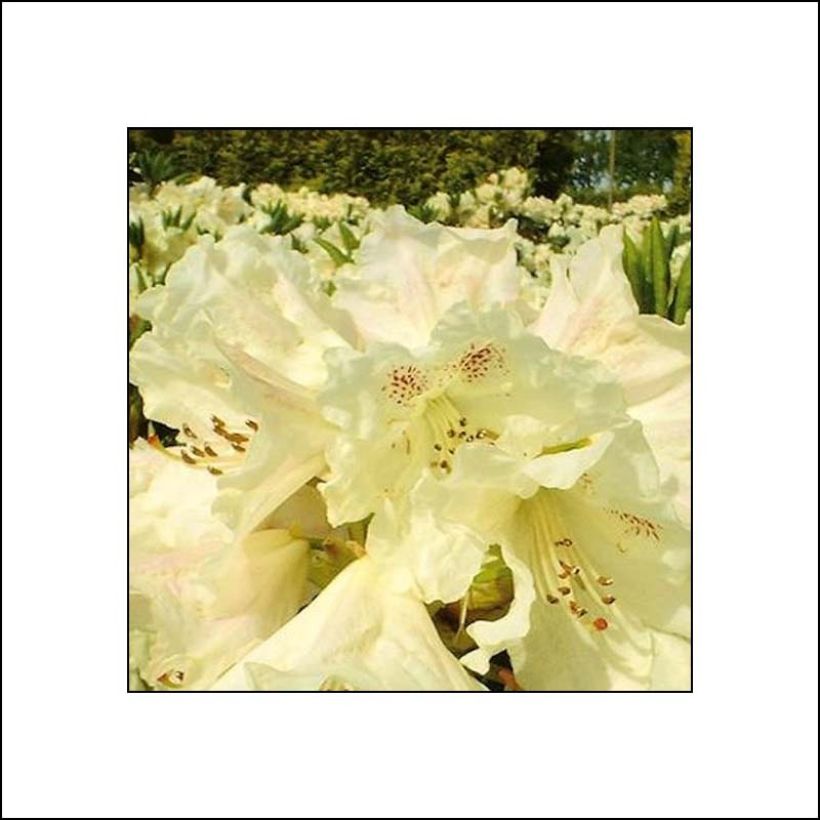 Rhododendron Inkarho Bellini (Floraison)