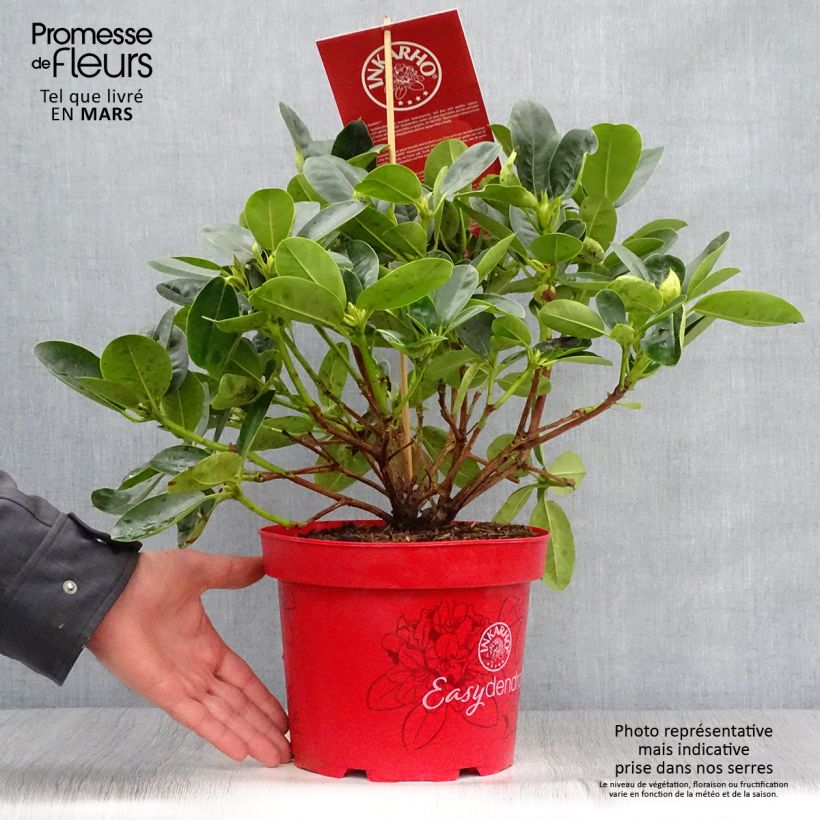 Spécimen de Rhododendron Inkarho Bellini Pot de 4L/5L tel que livré au printemps