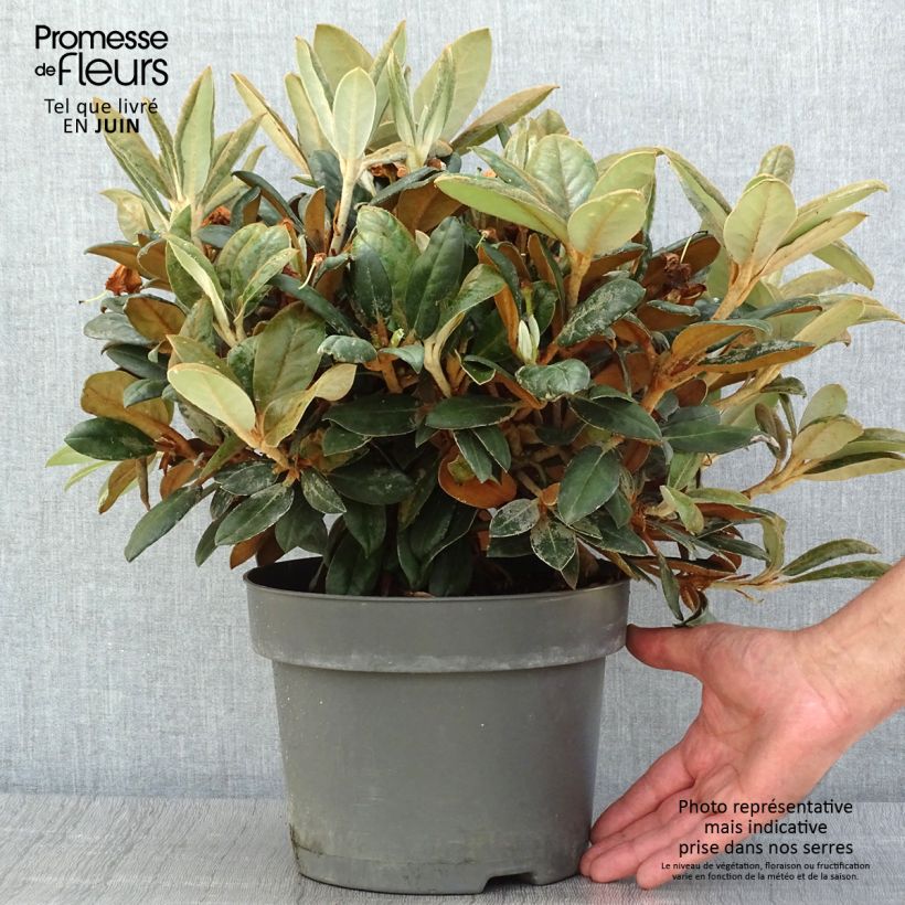 Spécimen de Rhododendron Inkarho Bellini Pot de 4L/5L tel que livré en été
