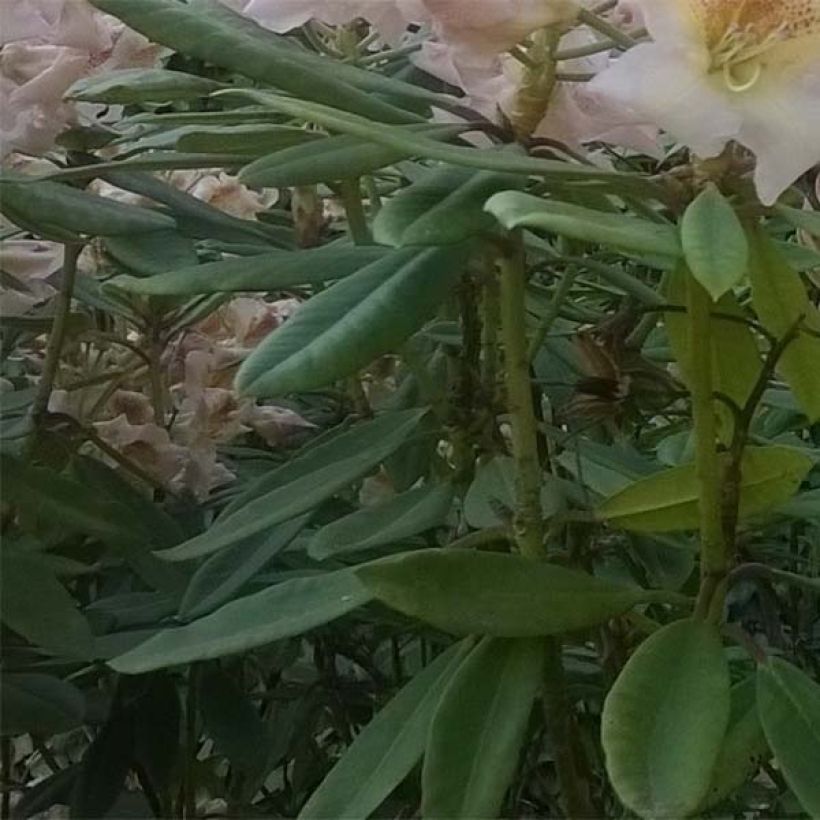 Rhododendron Inkarho Bernstein (Feuillage)