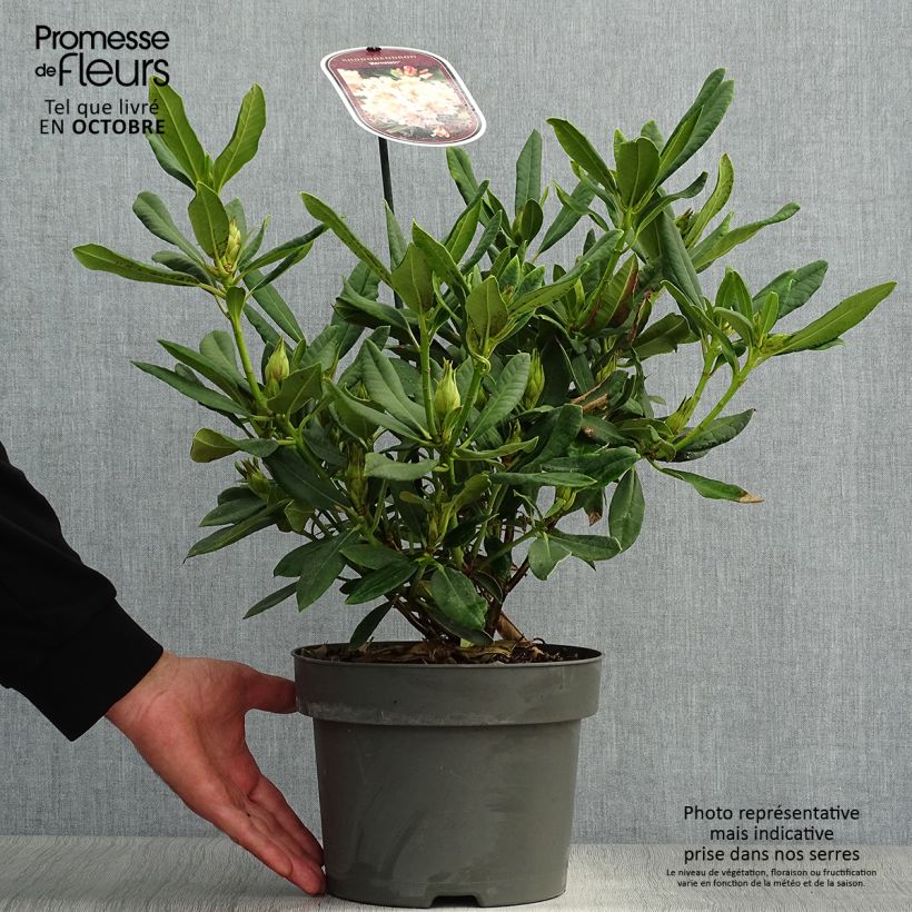 Spécimen de Rhododendron Inkarho Bernstein Pot de 4L/5L tel que livré en automne