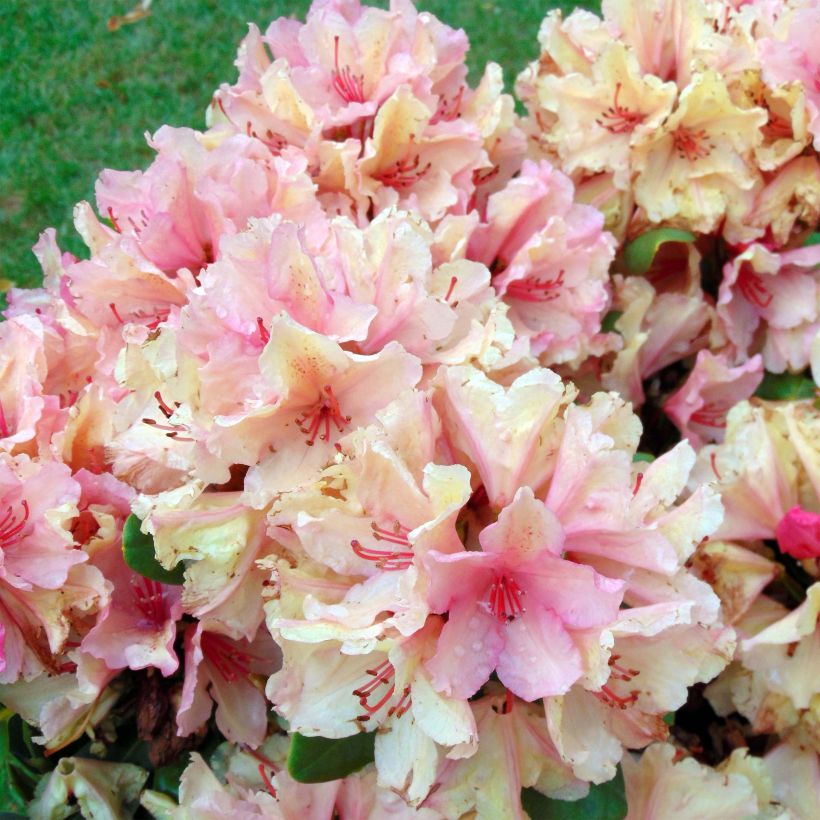 Rhododendron Inkarho  Brasilia (Floraison)