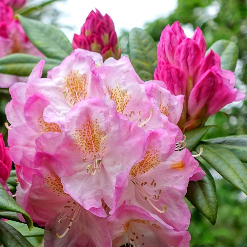 Rhododendron Inkarho Brigitte (Floraison)
