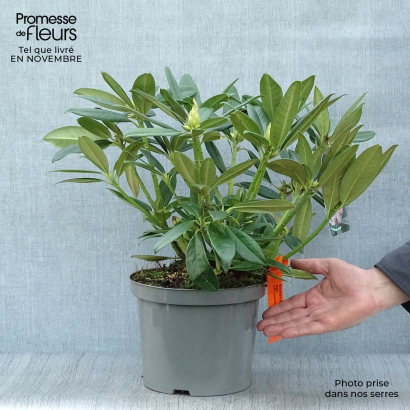 Spécimen de Rhododendron Inkarho Brigitte tel que livré en automne