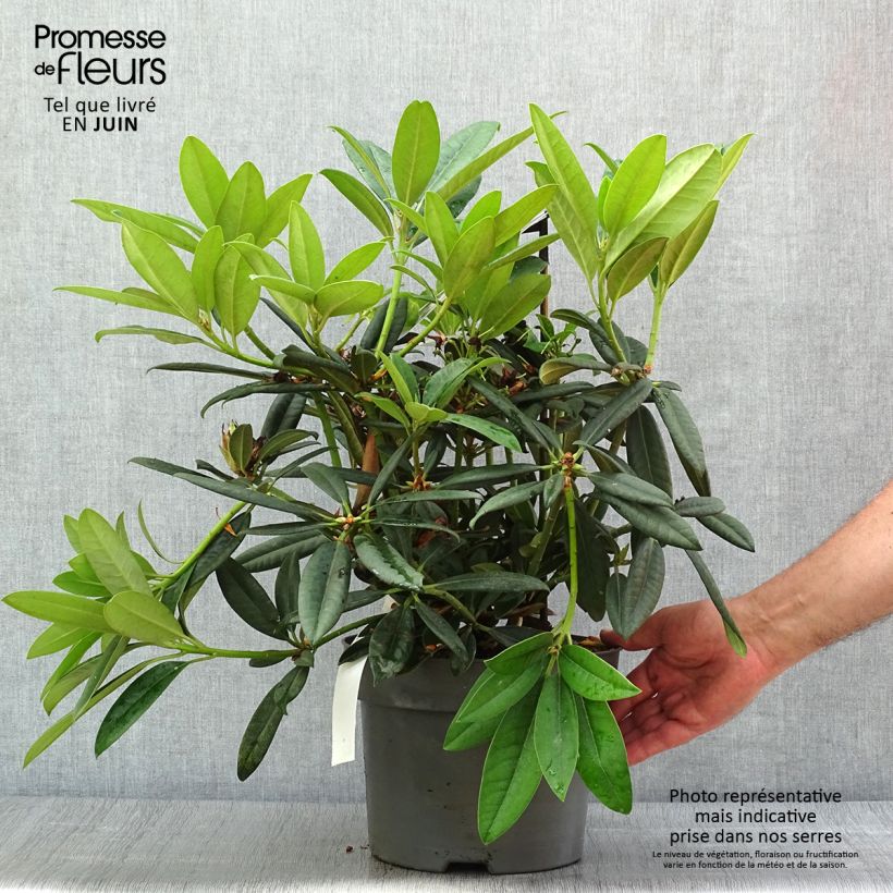 Spécimen de Rhododendron Inkarho Brigitte Pot de 4L/5L tel que livré en été
