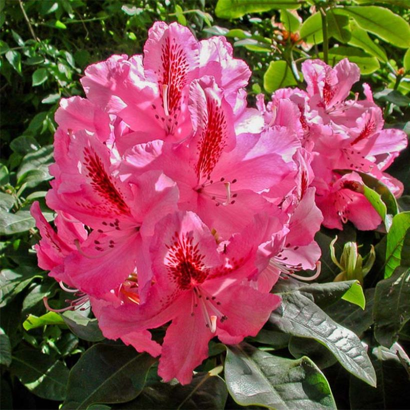 Rhododendron Inkarho Furnivall's Daughter (Floraison)