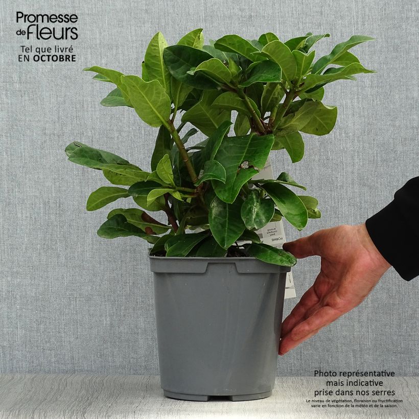 Spécimen de Rhododendron Inkarho Furnivall's Daughter Pot de 3L/4L tel que livré en automne