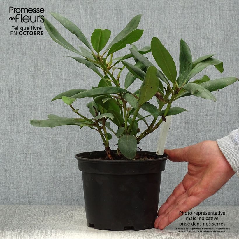 Spécimen de Rhododendron Inkarho Marcel Ménard Pot de 4L/5L tel que livré en automne