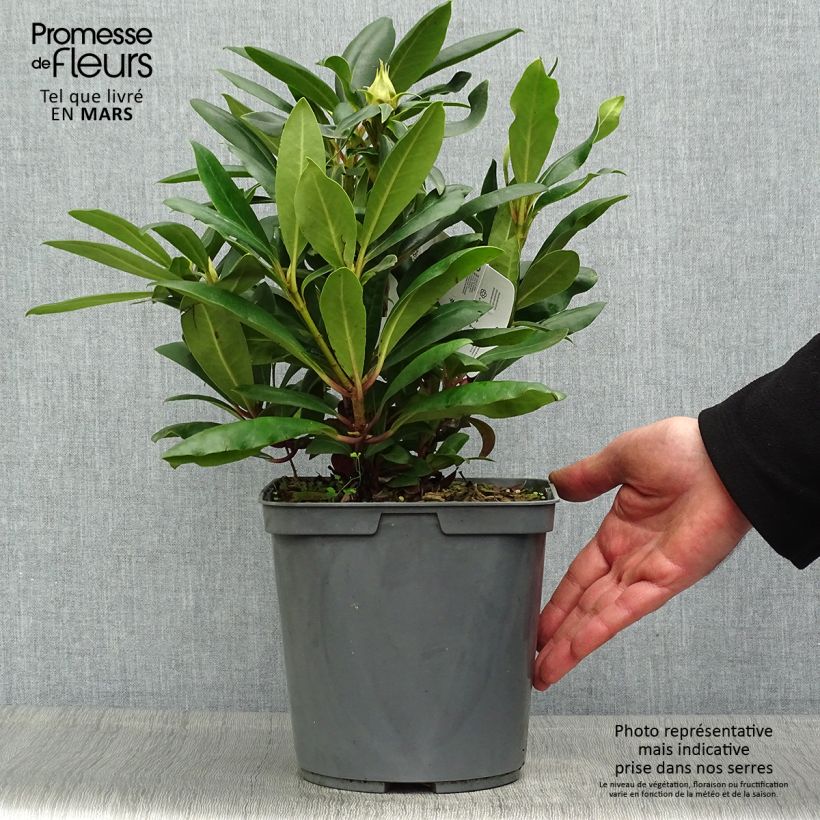 Spécimen de Rhododendron Inkarho Marcel Ménard Pot de 4L tel que livré au printemps