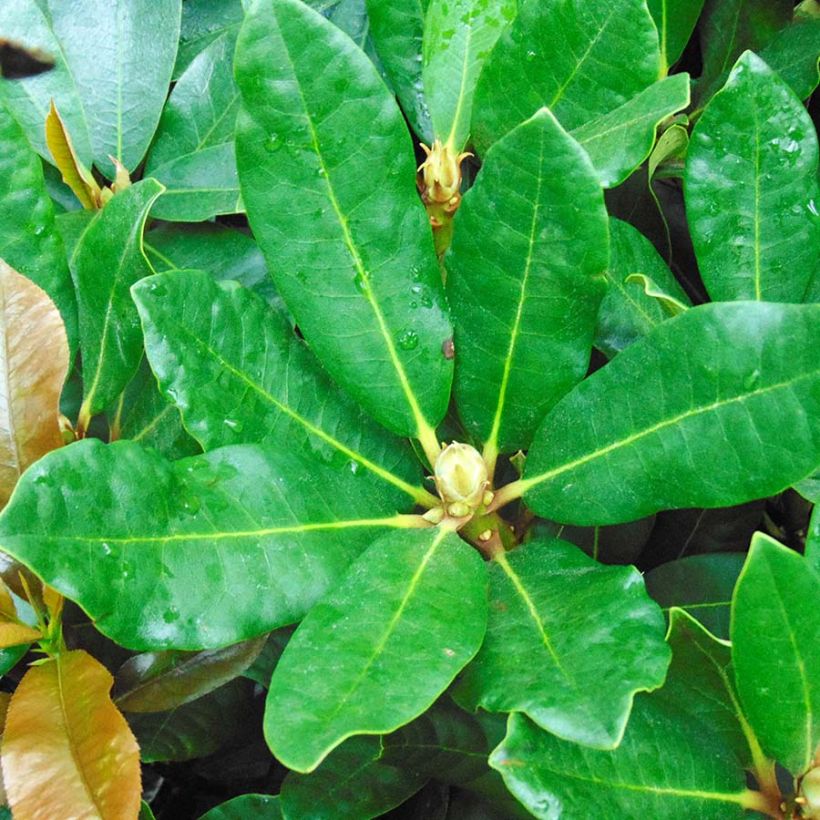 Rhododendron Inkarho  Nova Zembla (Feuillage)