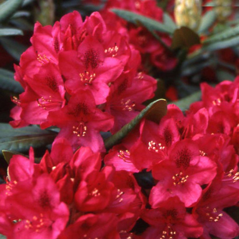 Rhododendron Inkarho  Nova Zembla (Floraison)