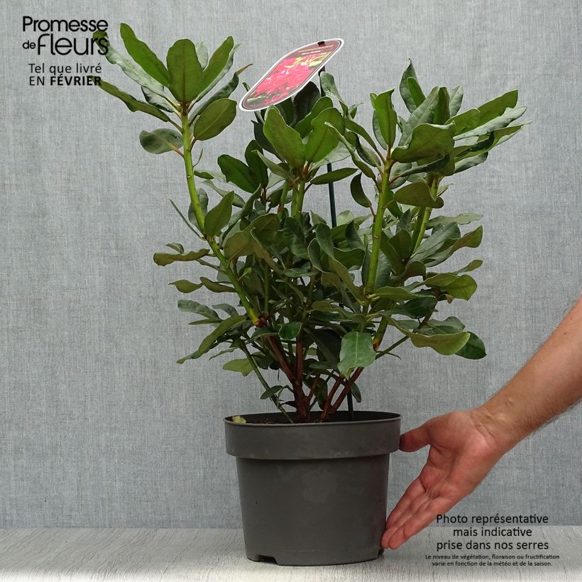 Spécimen de Rhododendron Inkarho  Nova Zembla Pot de 4L/5L tel que livré en automne