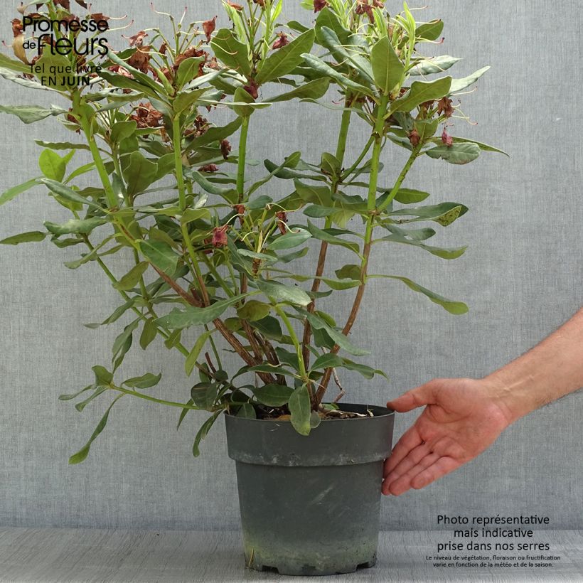 Spécimen de Rhododendron Inkarho  Nova Zembla Pot de 4L/5L tel que livré en été
