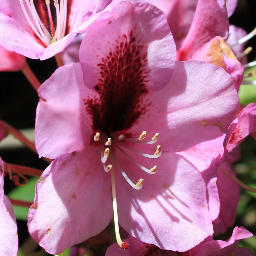 Rhododendron Kokardia (Floraison)