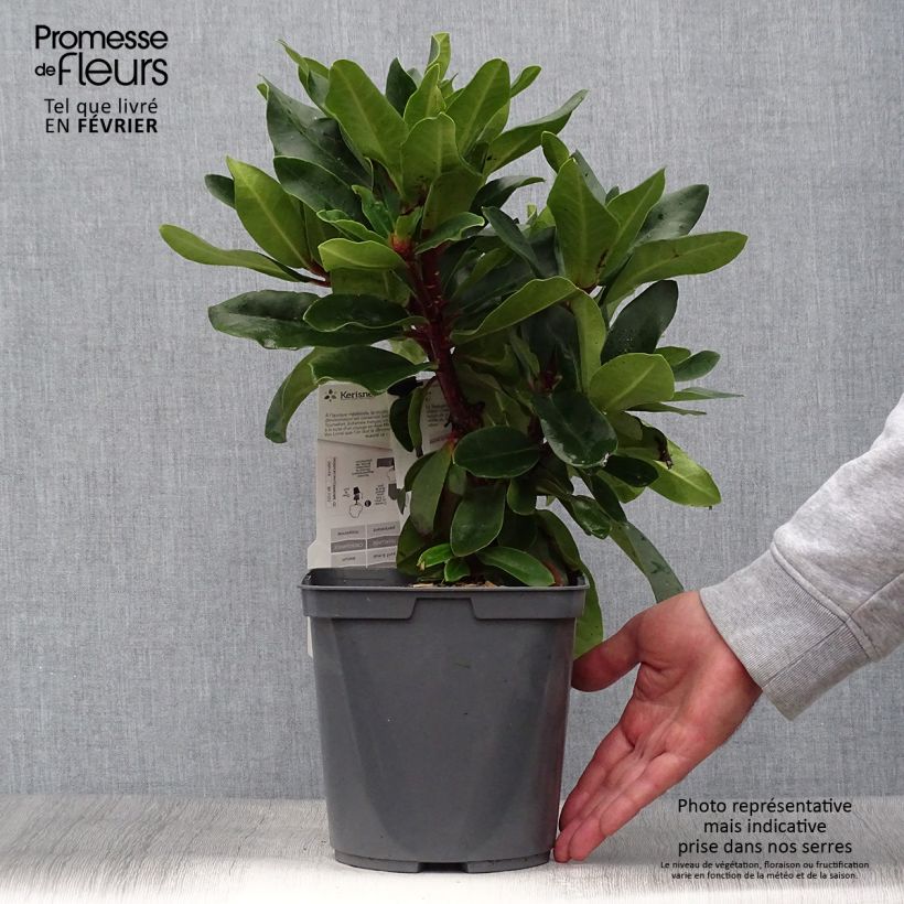 Spécimen de Rhododendron Lem's Monarch - Grand Rhododendron Pot de 4L/5L tel que livré en automne