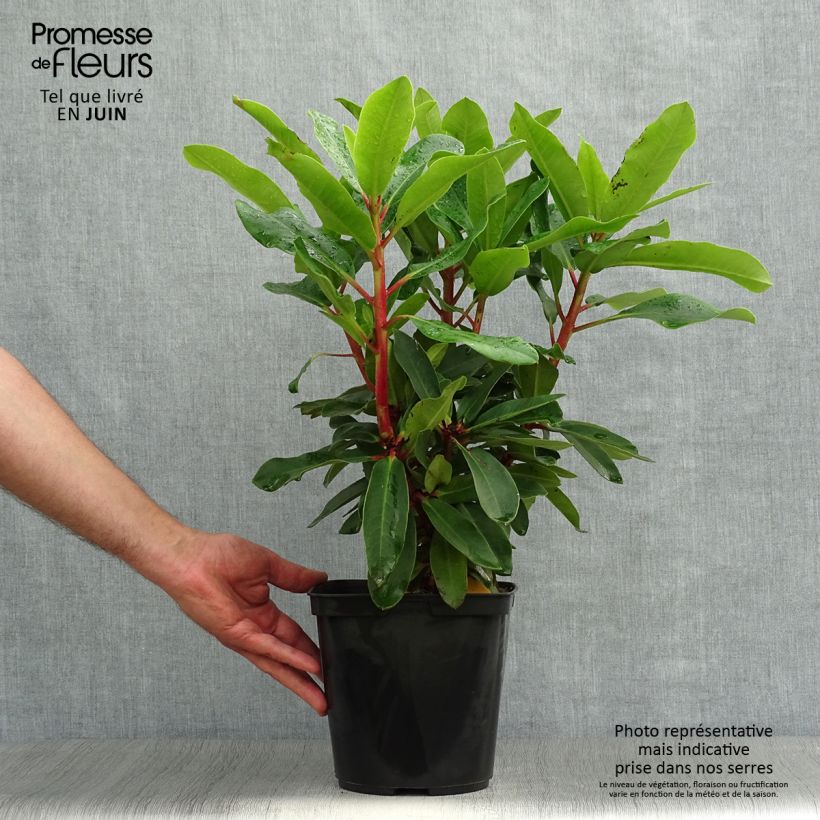 Spécimen de Rhododendron Lem's Monarch - Grand Rhododendron Pot de 6L/7L tel que livré en été