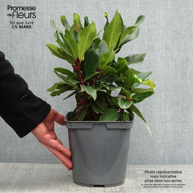Spécimen de Rhododendron Lem's Monarch - Grand Rhododendron Pot de 6L/7L tel que livré au printemps