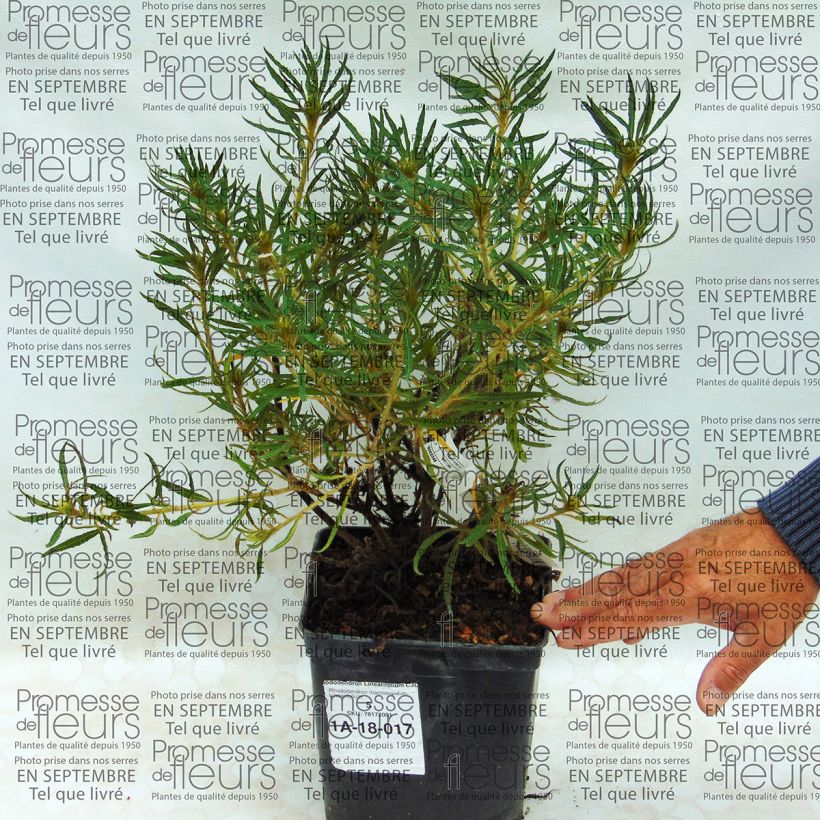 Exemple de spécimen de Rhododendron Linearifolium - Rhododendron nain Pot de 2L/3LHauteur livrée env. 20/30cm tel que livré