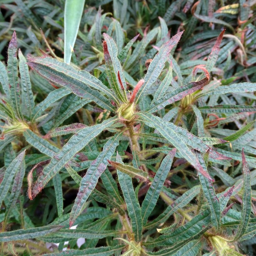 Rhododendron Linearifolium - Rhododendron nain (Feuillage)